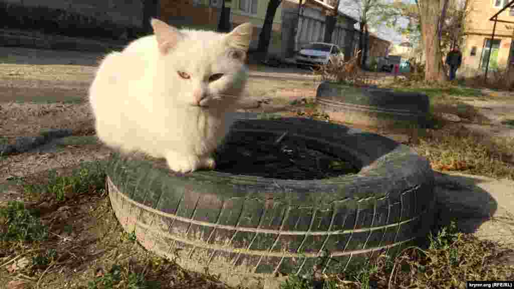 Кота можна знайти за адресою: стара покришка, Старе місто, Сімферополь